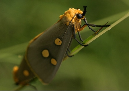 Goledn Moth