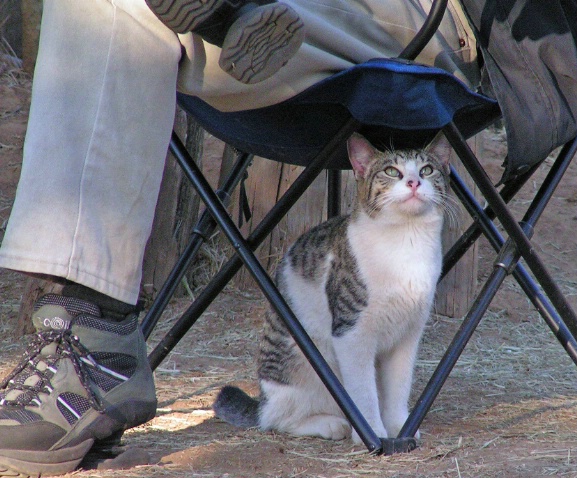 cat in the shade