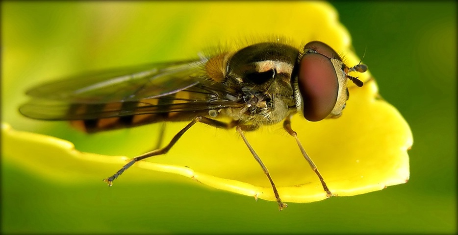 Side portrait of a fly