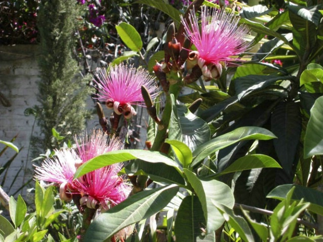 Bottle Brush Flowers 