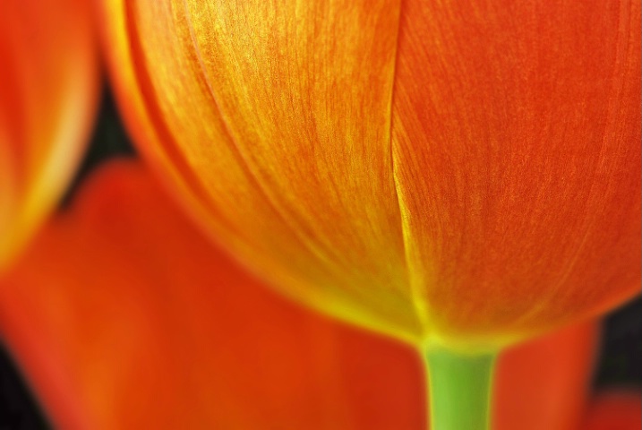 Orange Tulips