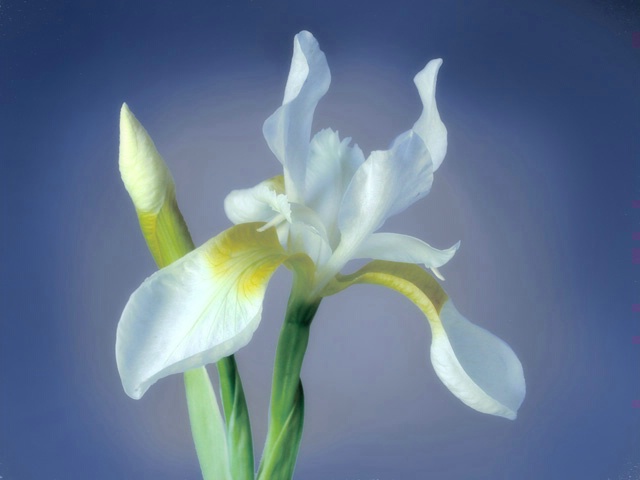 White Iris on Blue