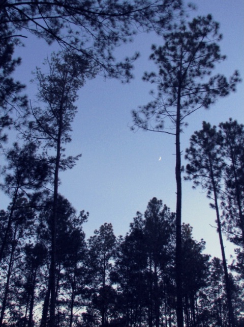 Moon Rising among the Trees