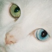 Contact Lenses?
