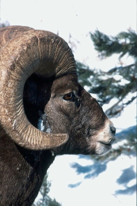 "Portrait of a Big Horn Ram"  