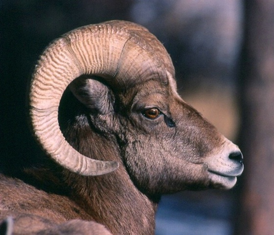 "Bighorn Ram"