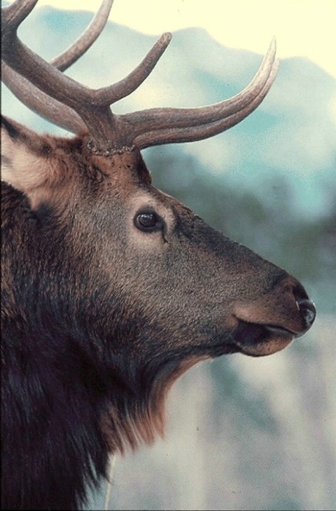 "Elk Portrait"
