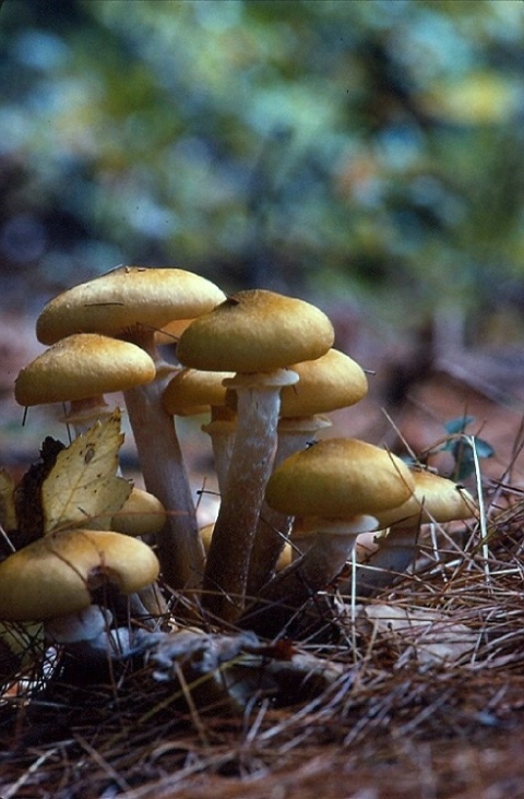 "Mushrooms"