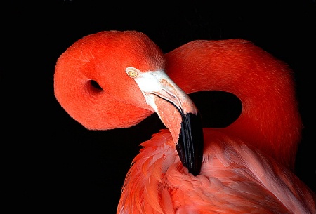 Flamingo Portrait