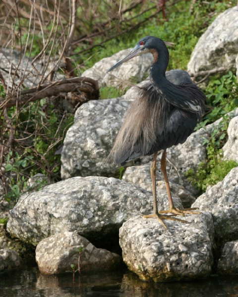 Tri-Colored Heron