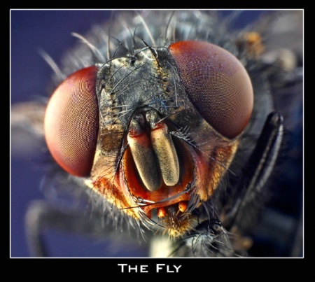 + The Fly +
