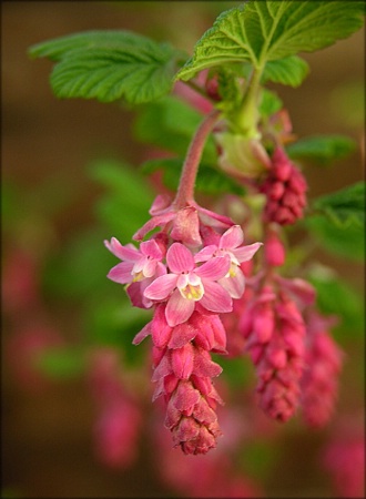 Little pink flowers