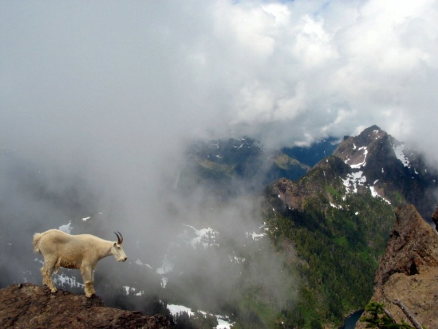Mountain Goat on top of Mt. Ellinor.