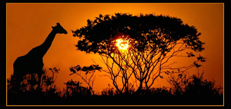 A Serengeti Sunset?