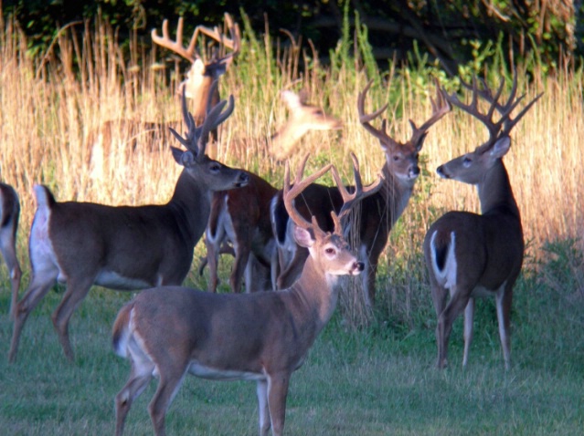 Yo Bucks 2 - ID: 1914300 © James W. Betts