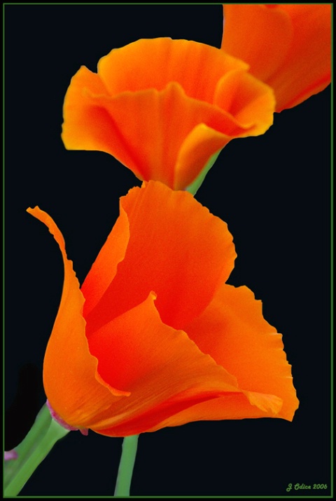 California Poppies