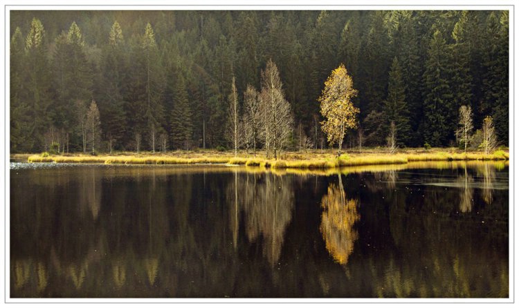 a lake in the Black Forest (Buhlbachsee)