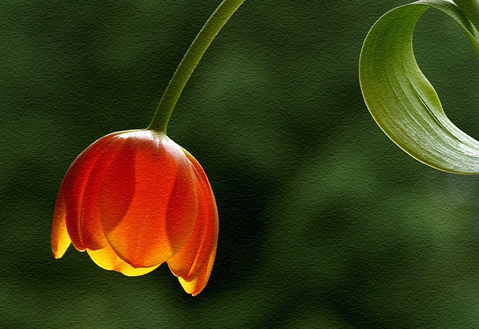 Tulip Potrait