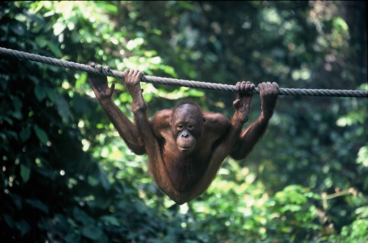Orangutan Stretches