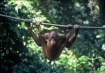 Orangutan Stretch...