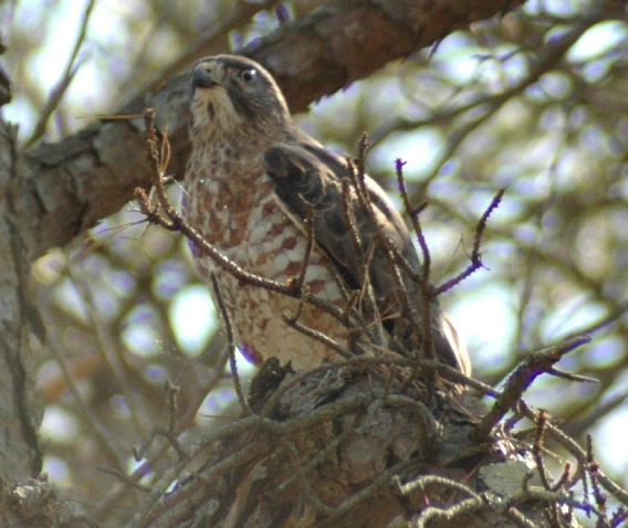 Cooper's Hawk WL 133 - ID: 1917477 © Beth E. Higgins