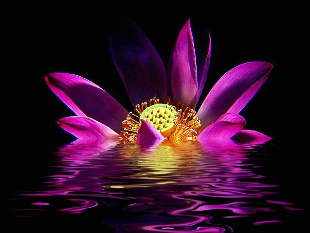 Sinking Lotus