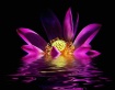 Sinking Lotus