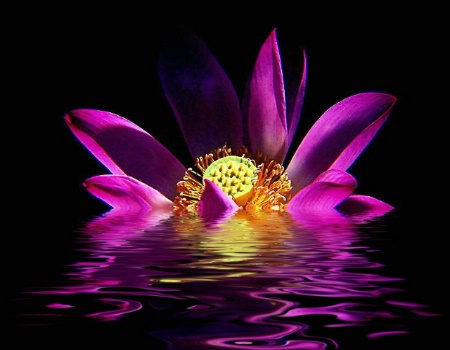 Sinking Lotus