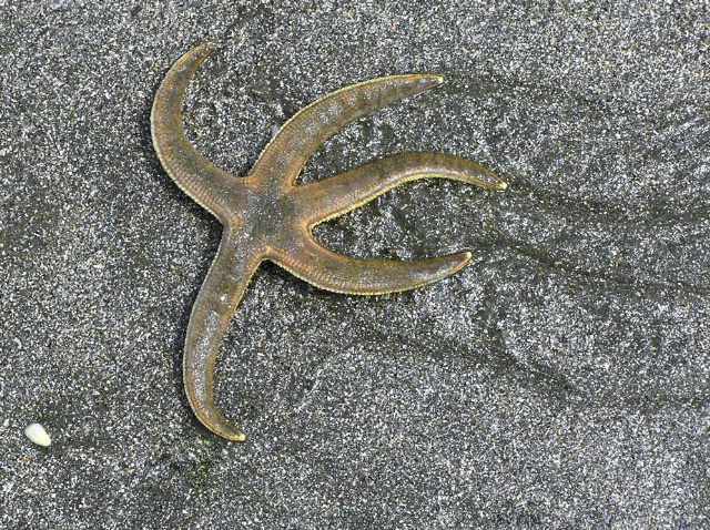 Starfish Trail, Kiawah Island, SC, 2004 - ID: 1918262 © Richard S. Young