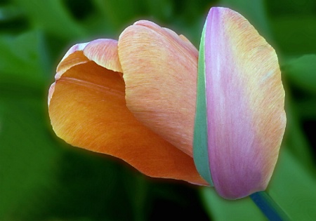 Twisted Tulip