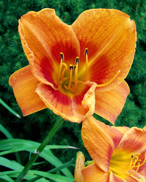 Day Lilly #1