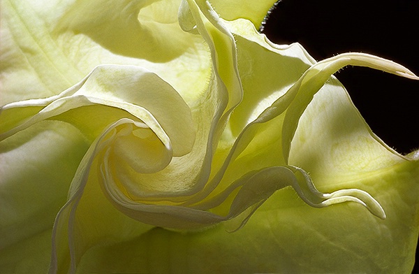 flower, macro, Angel Trumpet, white