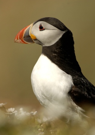 Puffin, Skomer Island, Pembrokshire, Wales