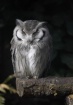Owl on perch<br>