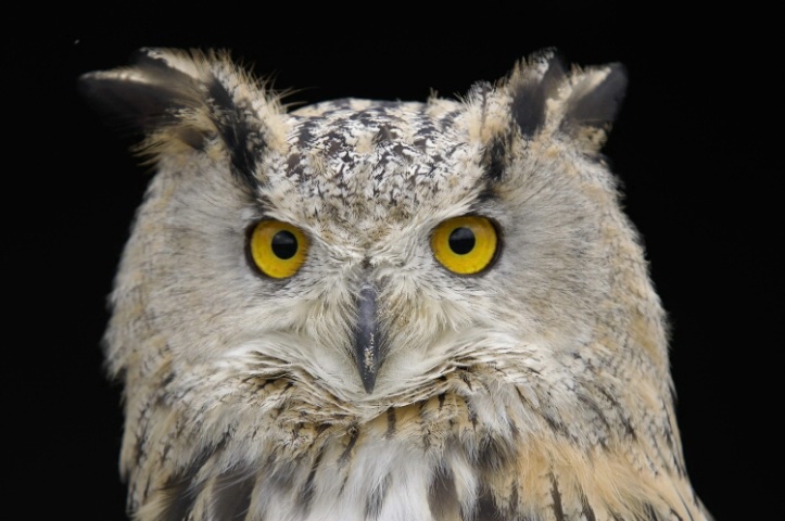 Long-Eared Owl (Europe)<br>