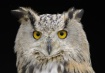 Long-Eared Owl (E...