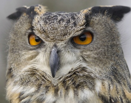 Long_Eared Owl<br>