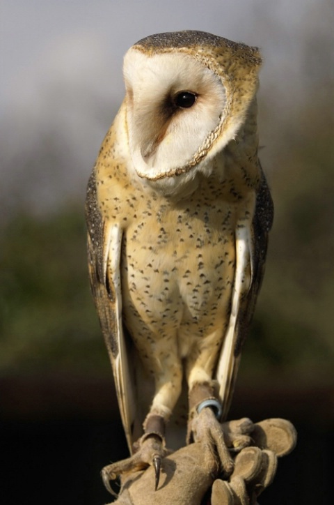 Barn Owl<br>