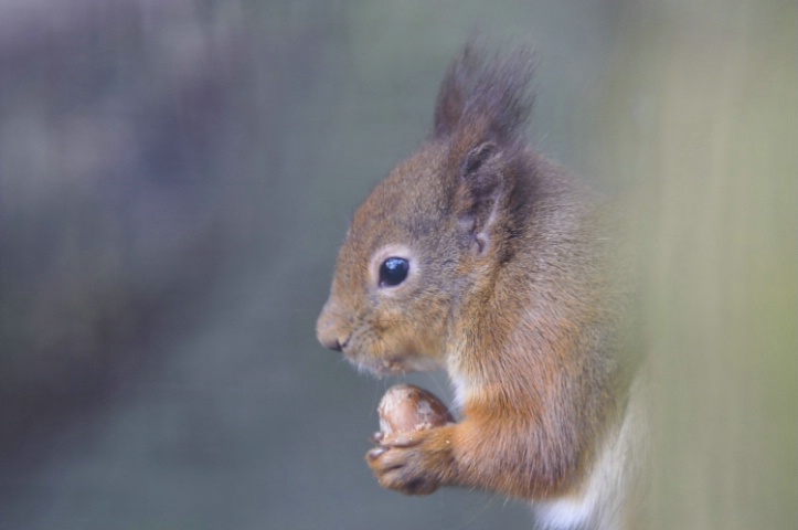 Red Squirrel<br>