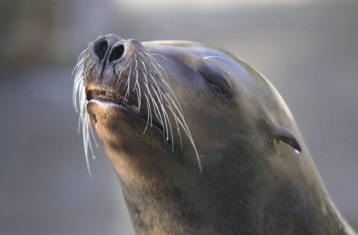 Seal sunbathing<br>