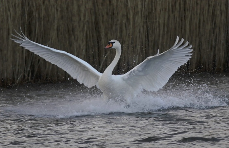 Mute Swan landing on water<br>