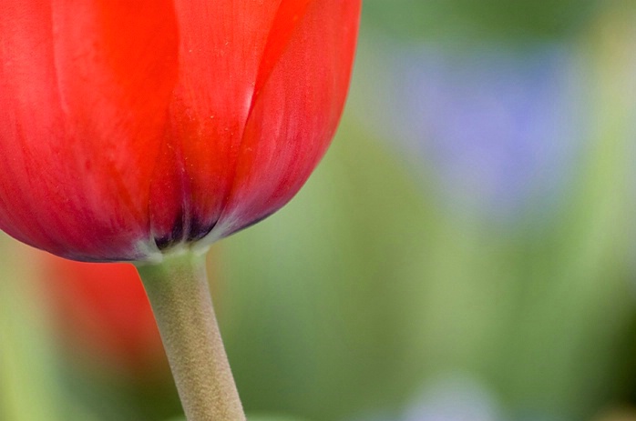 Red Tulip