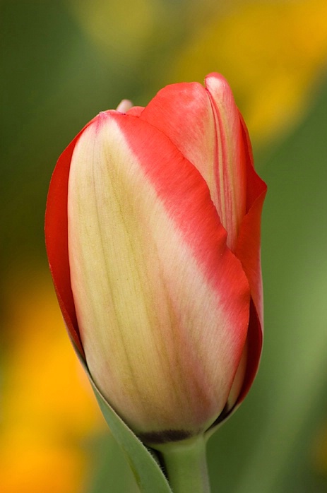 Tulip Bud, Alpharetta, GA