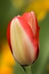 Tulip Bud, Alphar...