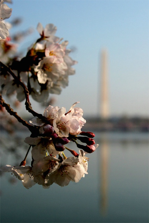 Washington at Cherry Blossom time