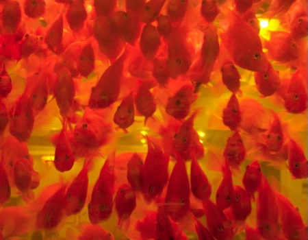 Close-up of goldfish
