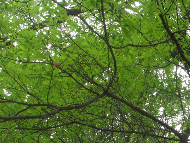 Leafy Pitchfork