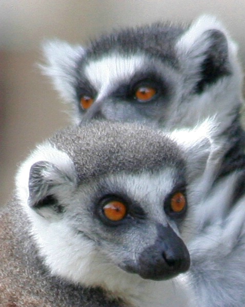 Lemur - ID: 1922511 © Claudia/Theo Bodmer