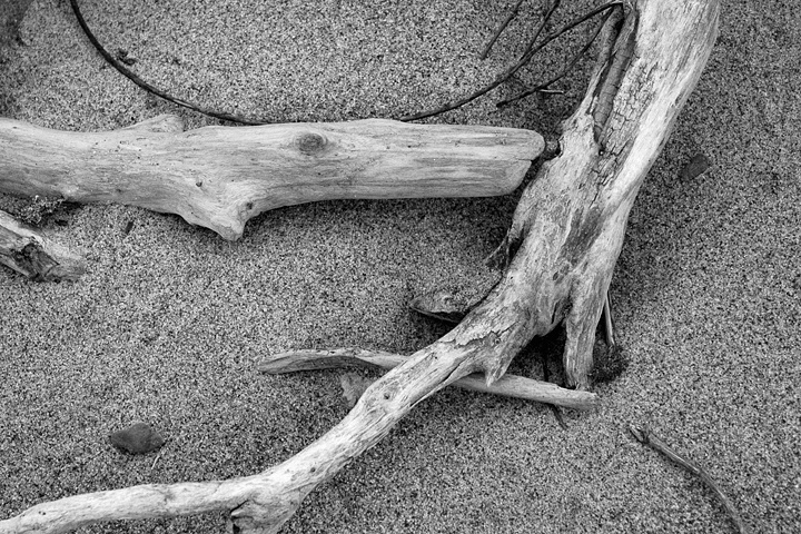 Mississippi River Driftwood