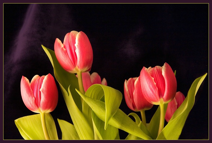 Tulips #7